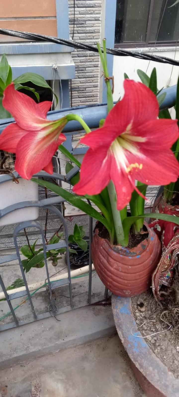 Gungun Homestay Rishīkesh Dış mekan fotoğraf